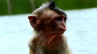 So Pity Lola monkey Baby, Very Pity Life, Adorable Monkey Baby living almost by her self!