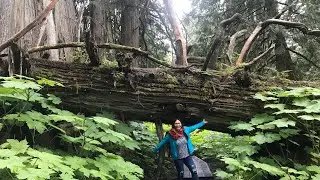 ANCIENT FOREST in British Columbia🇨🇦