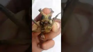 Screaming long-horned beetle very Aggressive so amazing look #shorts #insects