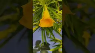 Yellow Oleander Flowering Morning View | Kaner Flowers growing and flowing #oleander #kaner