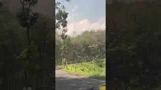 #NaikBukit #ExploreLamongan #BukitIndah #PuncakBukit #DailyShorts #TravelShorts #JalanJalanIndonesia