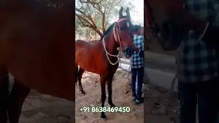 Pushkar mela#horse #horselover #equestrian #indianhorsemarket #horses #sunnyhorseridingschool #assam