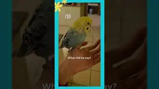 What did the talking bird say? - Cookie the budgie