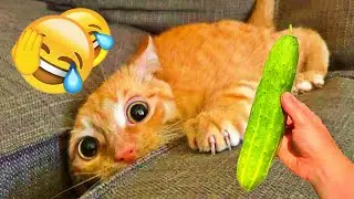 Best Funny Animal Videos 2025 😂 Funniest Dogs & Cats Moments 🤑😼