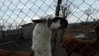 The lama mating call