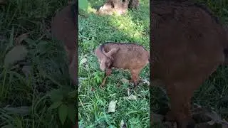 #viralshort #lifeisbutadream #cuteanimal #christmasdreams