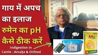 गाय में अपच का इलाज | रुमेन का pH कैसे ठीक करें | Indigestion in Cattle | How to Neutralize Rumen pH