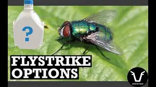 HOW TO CHOOSE A DRUG FOR FLYSTRIKE | TECHNICAL #50
