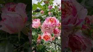 Some beautiful roses in my garden 2025#erin玫瑰花園 #gardening #rose #バラ #shorts
