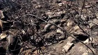 Huge Amazon Rainforest Fire: Images after the fire in the Amazon