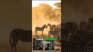 Zebras: Stripes That Confuse Predators! 🦓