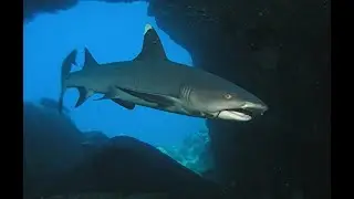 White Tip Reef Shark.
