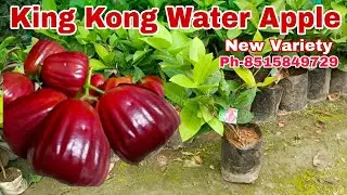 New Variety King Thong/King Kong Water Apple  Big size plant available || All India Online Delivery