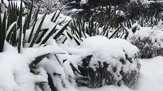 @ Ogr&oacute;d pod śnieżną pierzynką/A garden under a blanket of snow.