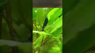 Neocaridinia shrimp blue velvet female