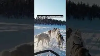 Husky sled ride in Lapland, Finland!