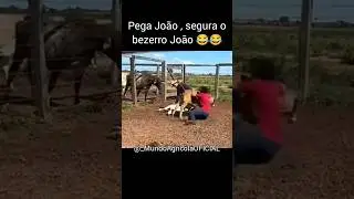 Pega Jo&atilde;o , Segura o Bezerro Jo&atilde;o 😂🤠 #meme #nelore #agro