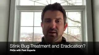Stink Bug Treatment and Eradication | Buffalo Pest Experts