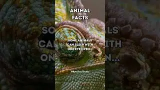 Animal Fact: Some Animals Can Sleep With.... #shorts #interestingfacts #subscribe