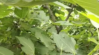 Full Growth Puna Red Fig ❤️.......8379044559