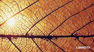 Terror & Sam Calver - Gold (Grafix Remix)