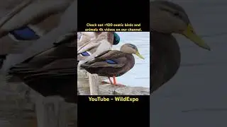 Американская черная утка