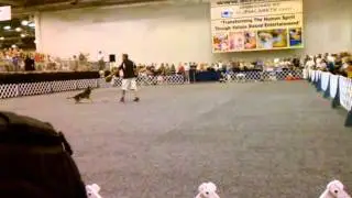 Reliant Park World Series of dog shows 2011