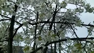Hanami Feest 🌺🌺🌺 #japanfans