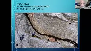 Fish disease case nr. 325 Corydoras with worm infection Camallanus and Metacercaria worm larvae