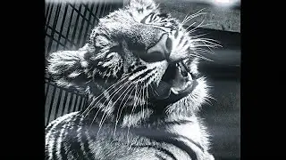 [FREE] PLAYBOI CARTI TYPE BEAT - CAMOUGFLAGE
