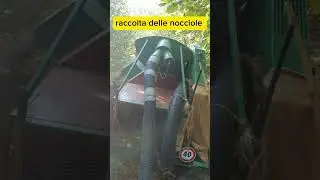 Raccolta nocciole 2024
