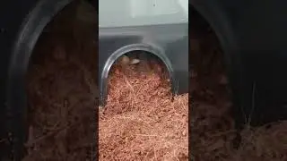 Tarantula grabs Locust,