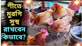 শীতে মুরগী সুস্থ রাখবেন কিভাবে? টাইগার মুরগি পালন। @DoyelAgro @SHAKILFARMING। 