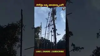 Korowai Tribe&rsquo;s Sky-High Tree Houses &ndash; Life 100 Feet Above!#ytviral #shortsfeed #viralshort