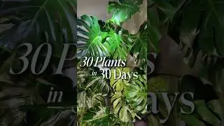 Monstera Deliciosa | The OG Statement Plant | 30 Plants in 30 Days (Day 6)
