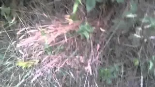 Picking wild blackberries with my mom