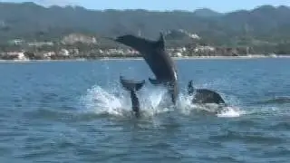 Delfines tour