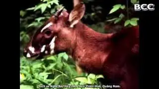 Saola, Vu Quang ox or Asian biocorn - one of the rarest animals in the world