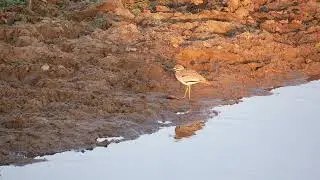 Water Thick-knee (Burhinus vermiculatus) eating a bat - near Balule in Kruger  (S Africa) 13-6-2019
