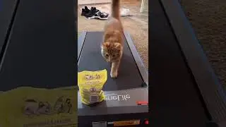Cat Walks to Earn Its Meal   #CatOnTreadmill #PetExercise #CatWalksForFood #CatWorkout #HealthyCat