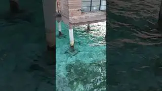 #sea #villa #watervilla #maldives #adaaran #nature #wind #travel