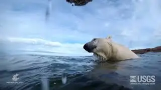 Study Finds That Longer Summers Mean Greater Risk of Starvation For Polar Bears