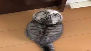 И своих дурных котов тоже вы любите 🐈&zwj;⬛