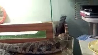 ящерица49