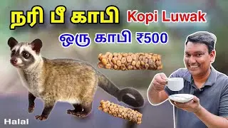 💥 நரி பீ காபி Kopi Luwak 🐱💩☕ | Indonesia Famous Coffee | ASRAF VLOG