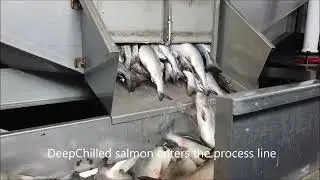 Salmon Processing plant in Russia