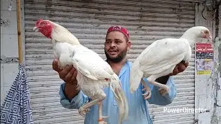 Friday Aseel Murga Mandi 1st August 2025