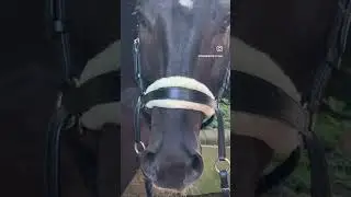 Gebisslose Trense CR Harmonybridle mit Teddypad #bitlessbridle #gebisslosreiten #sidepull