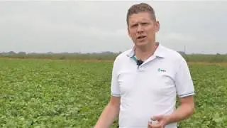 DSV zaden│TerraLife&reg; groenbemester voor aardappelen
