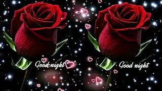 Good Night Rose Songs WhatsApp  HD 💖💛💕